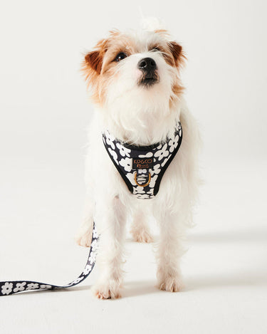 Flower Face Dog Harness Large